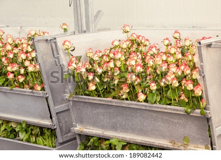 DE KWAKEL- APR 5: Cut roses awaiting further processing at Olij Rozen greenhouse during Greenhouses Open day on April 5, 2014, in De Kwakel, The Netherlands