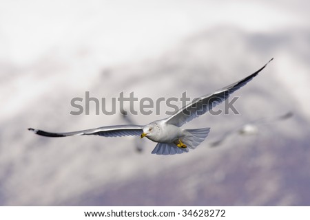 A Ring Billed Gull flying by on its search for food.
