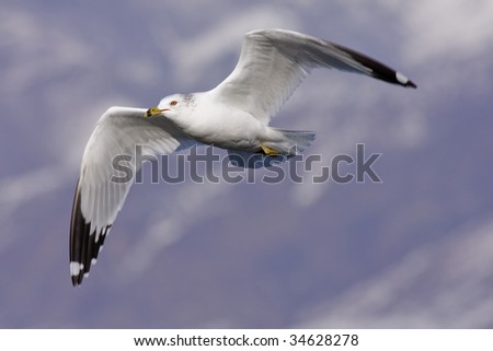 A Ring Billed Gull flying by to join other seagulls in the search for food.