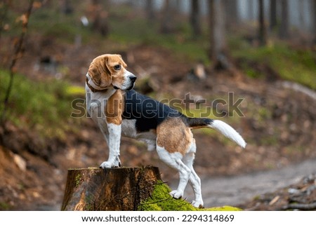 Similar – Image, Stock Photo Beagle dog with a stick on a green field during spring runs towards camera.