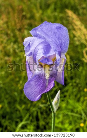 iris in the garden near my house