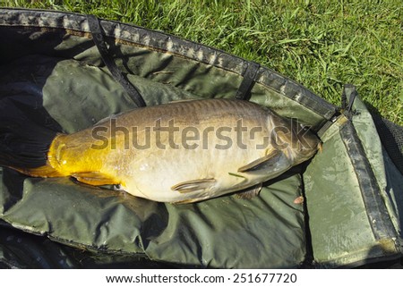 detail of brown big carp fished in a little lake