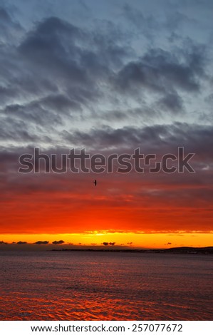 Seagull against wonderful red gold sky, sea sunset