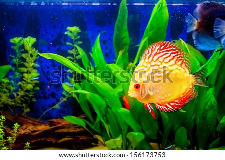 tropical discus fish typical fish in the Rio river