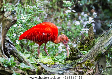 Exotic red bird feeding on old tree.