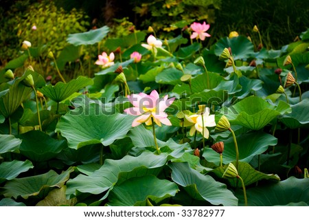 wonderful giant pink water lilies in a botanical garden
