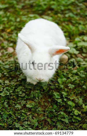 Close up of white rabbit sat on ground.