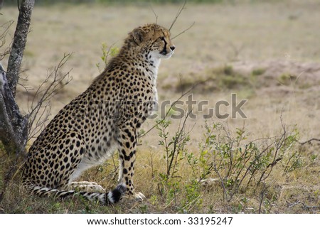 Cheetah cub overlooking grassland plains in search of prey.
