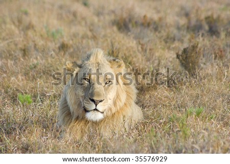Large lion male overlooking grassland