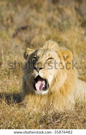 Large lion male yawning