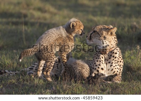 Intimate shot of cheetah mother and cub