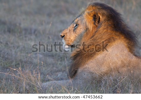 Large lion male enjoys last afternoon light