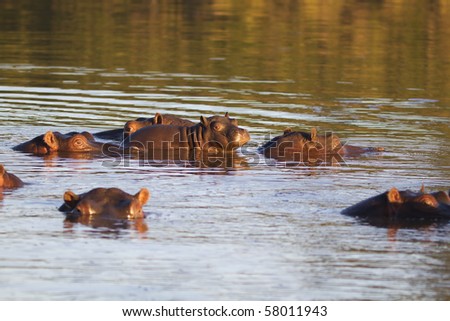 Young hippopotamus on mother's back