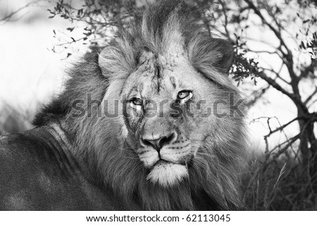 Lion in black and white
