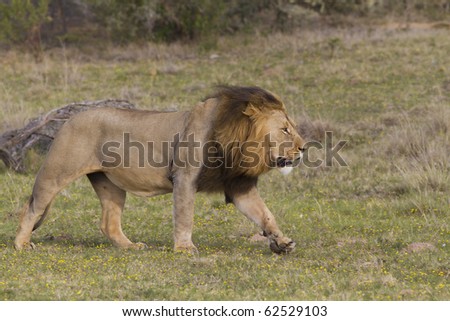 A large lion running across the grassland plains. Photo taken in Eastern Cape nature reserve, Republic of South Africa.