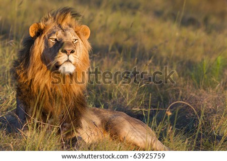 Large lion male overlooks a grassland in search of prey.