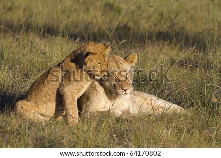 A young lioness relaxes while a young cub tries to play around her.