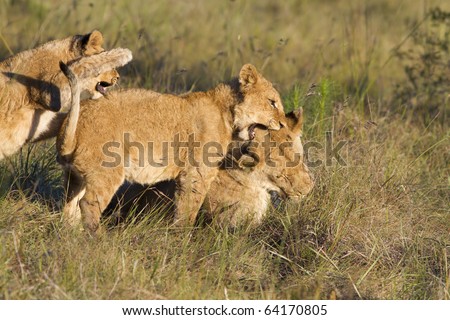 A lioness plays with two young lion cubs.