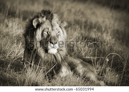 A toned image of a large lion resting on a open grassland.