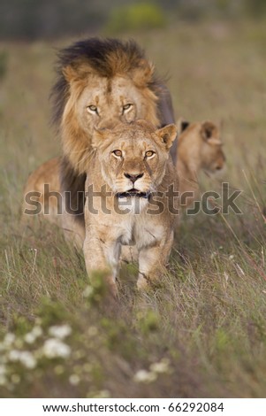 A lioness mock charges the camera to show protection of young lion cubs.