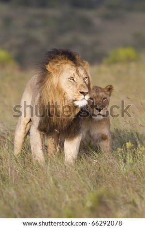 A large African lion and lioness share a close touch.