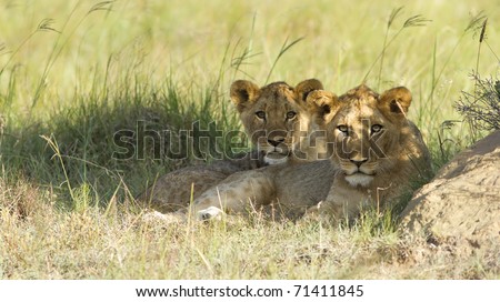 Two young lion cubs resting on a grassland plain.