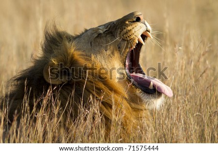 A large male lion yawns.