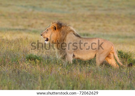 Lion stares across grassland in late afternoon light