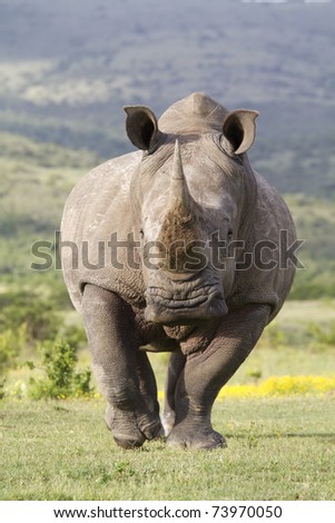 White Rhinoceros on the run