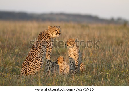Cheetah mother and cubs on grassland plain