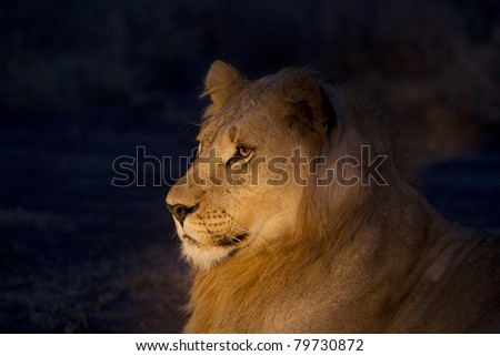 Lion male at night. Photo taken with spotlight