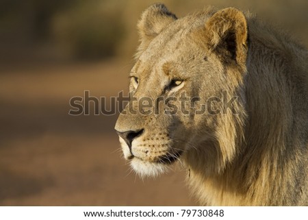 Young lion male closeup