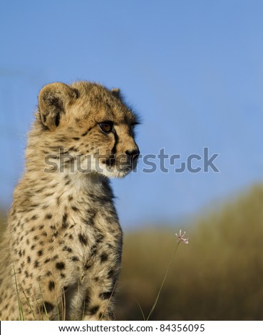 Cheetah on open grassland