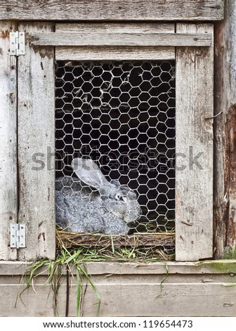 rabbit in cage