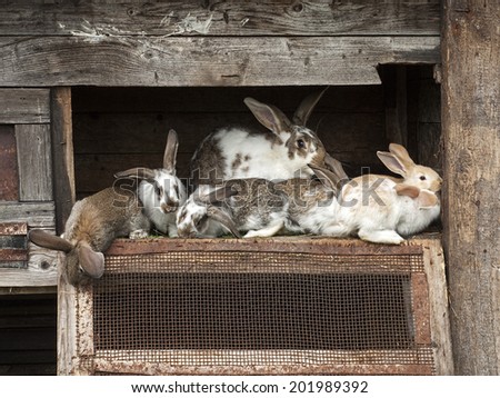 Mother rabbit with newborn bunnies  in cage