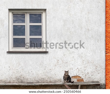 tabby cat sitting on the bench near the wall with a window