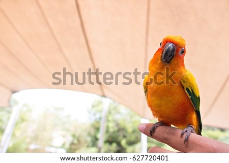 Sun conure bird is sitting on finger Imagine de stoc © 