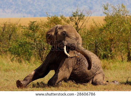elephant mud bath
