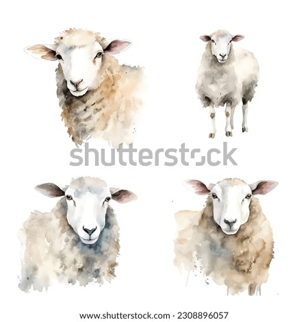 Sheep watercolor paint ilustration collection