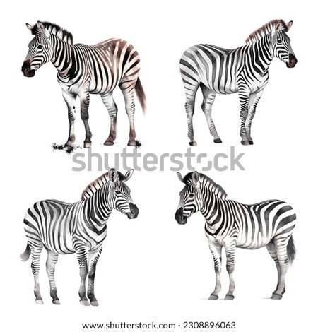 Set of four Zebras watercolor paint