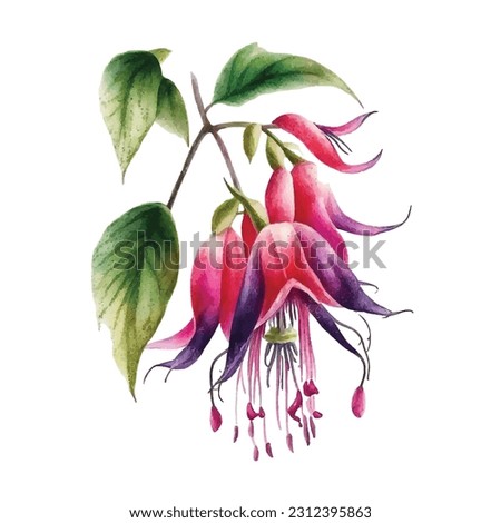 Fuchsia flower watercolor hand painted