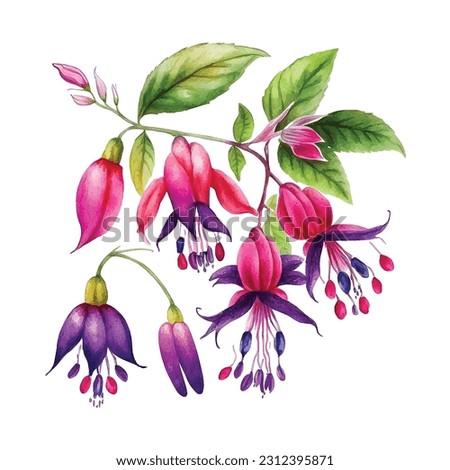 Fuchsia flower vector watercolor paint