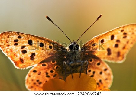 Sun Shines through Wings of Sooty Copper Butterfly (Lycaena tityrus) Basking in the Sun Foto stock © 