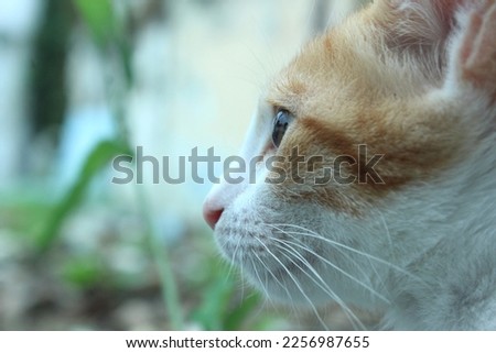 Similar – Image, Stock Photo a very small tomcat lies under a wooden table in the garden