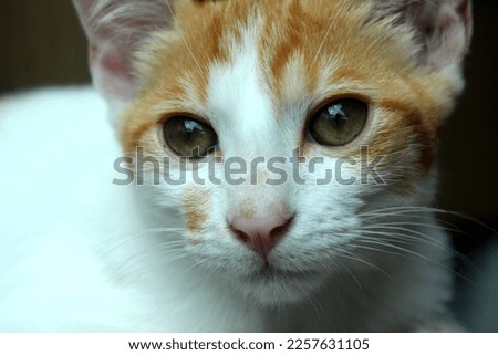 Similar – Image, Stock Photo a very small tomcat lies under a wooden table in the garden