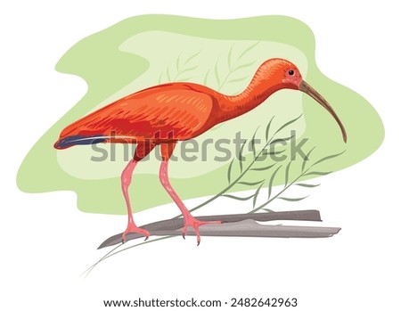 Bird Scarlet Ibis or Red Ibis. Inhabits tropical South America and part of the Caribbean. It is one of the two national birds of Trinidad and Tobago. Vector isolated image