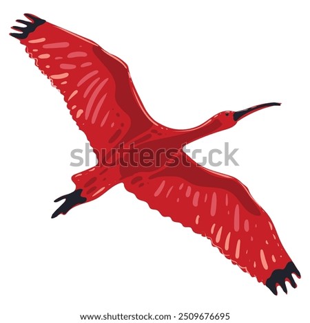 Fly Bird Scarlet Ibis or Red Ibis. Tropical wild life South America and part of the Caribbean. National symbol of Trinidad and Tobago. Vector isolated image for postcard, banner, decoration.