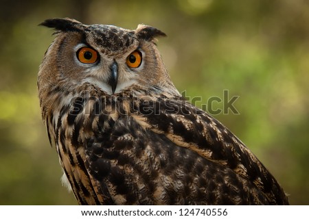 The Great Horned Owl, (Bubo virginianus), also known as the Tiger Owl, is a large owl native to the Americas. It is know as the second heaviest owl, second to the Snowy Owl.