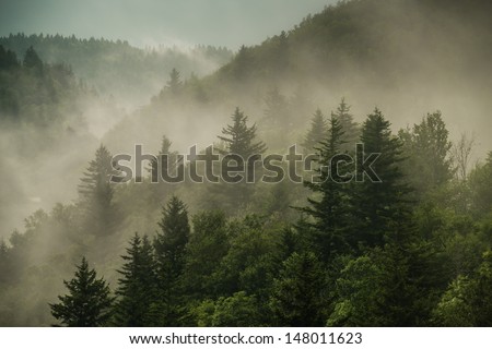 Color image of the clouds flowing through the pine trees along the Blue Ridge Parkway in Western North Carolina.