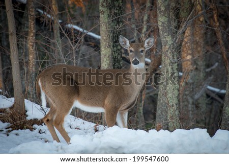 A lone Doe standing in the snow on the edge of the woods in the Great Smoky Mountains National Park